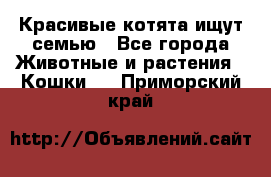 Красивые котята ищут семью - Все города Животные и растения » Кошки   . Приморский край